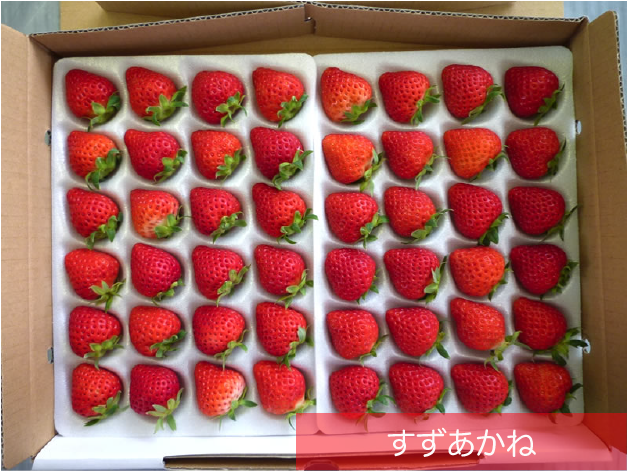 9月のご案内 Japan Fraise