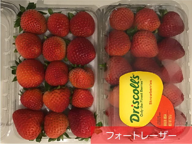 〜10/9 いちご様 ミモト園芸白いちご パインベリー 3号ポット苗《10&frasl;9》 ミモト園芸