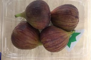 桝井ドーフィン 桝井ドーフィン