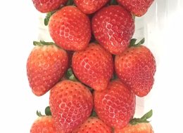 とちあいか