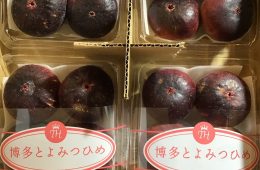 とよみつひめ