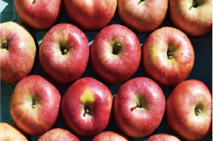 シナノスイート シナノスイート