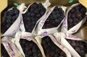 ピオーネ ピオーネ