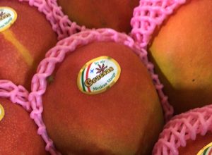 メキシコマンゴー メキシコマンゴー