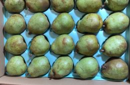 ラ フランス ラ フランス