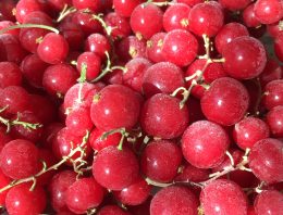 レッドカラント